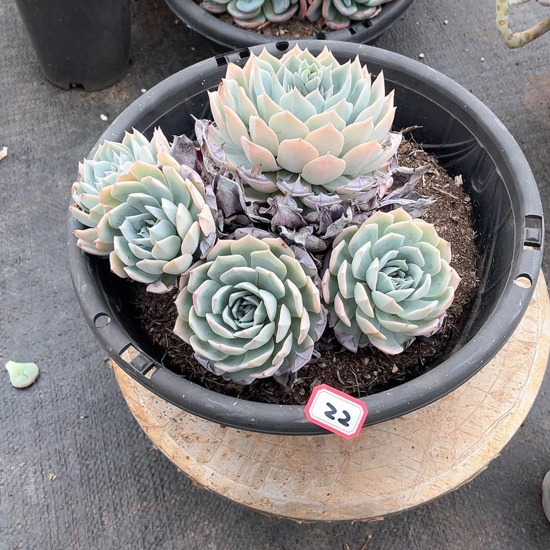 22薄叶蓝鸟 一物一拍多肉