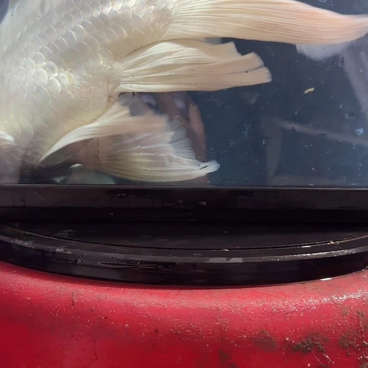 八***）蝴蝶鲤鱼蝴蝶鲤包邮70