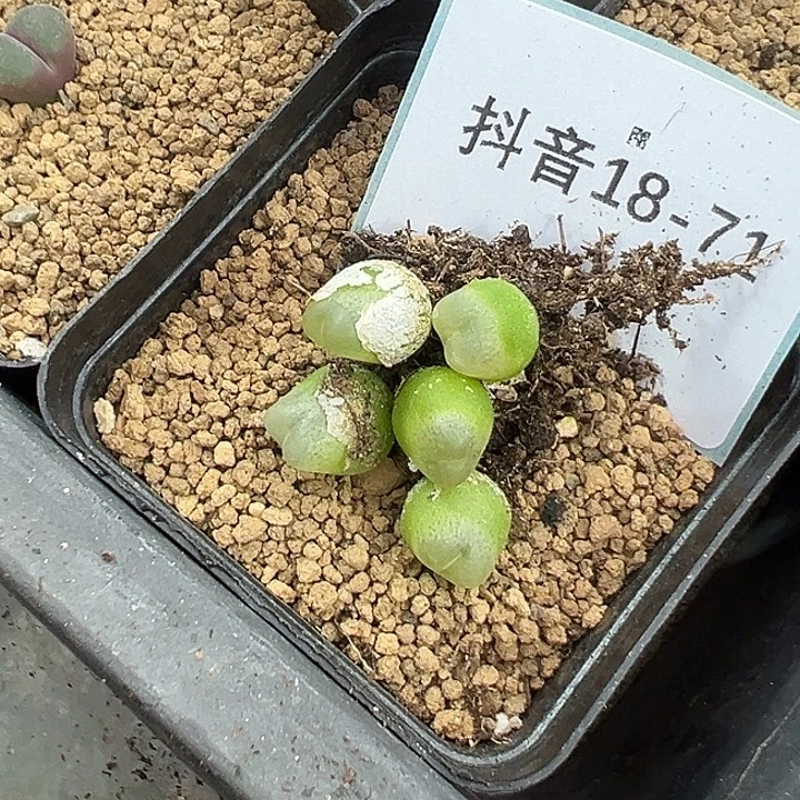 18-71量拍拉登一颗