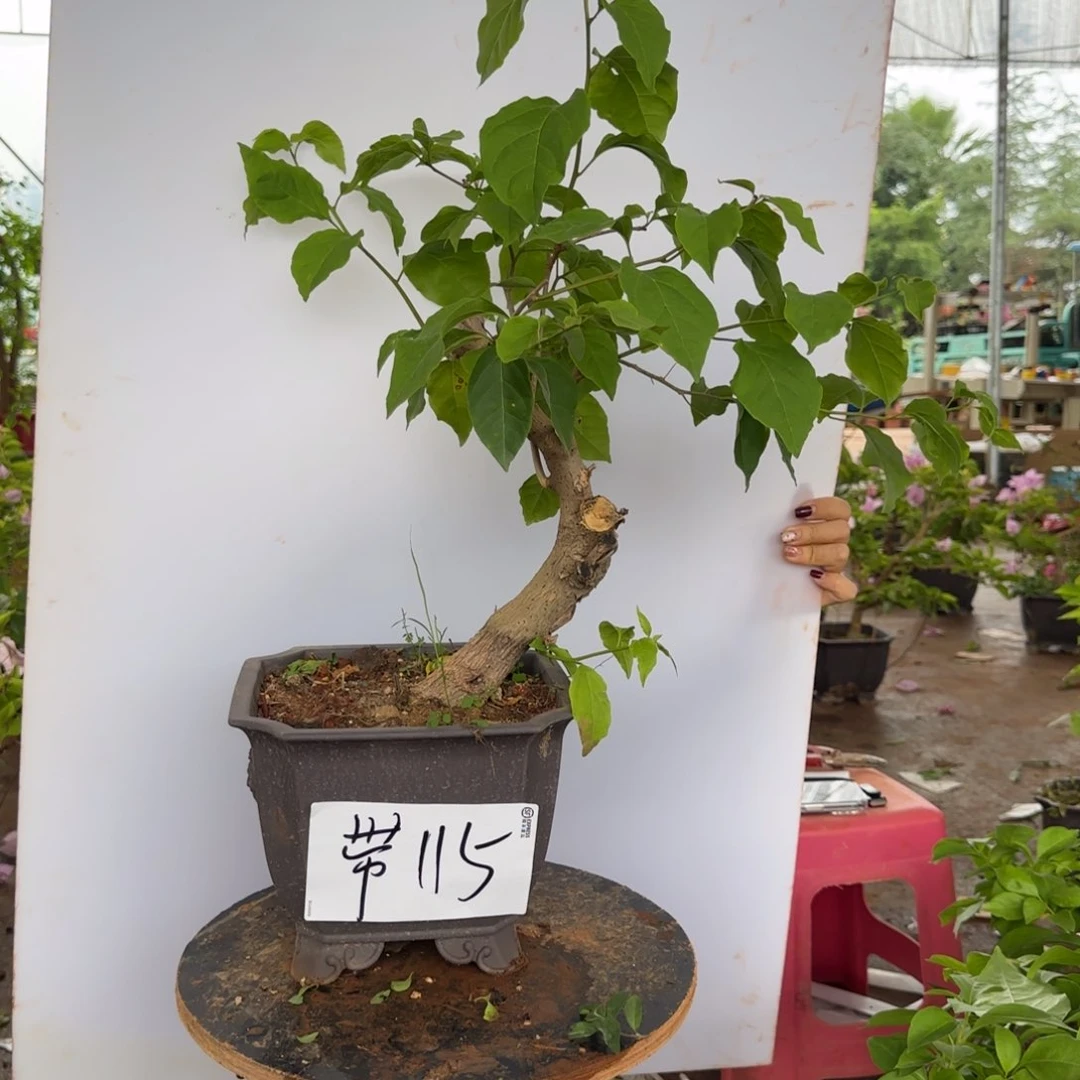 大部分花苞少量开放漳 115