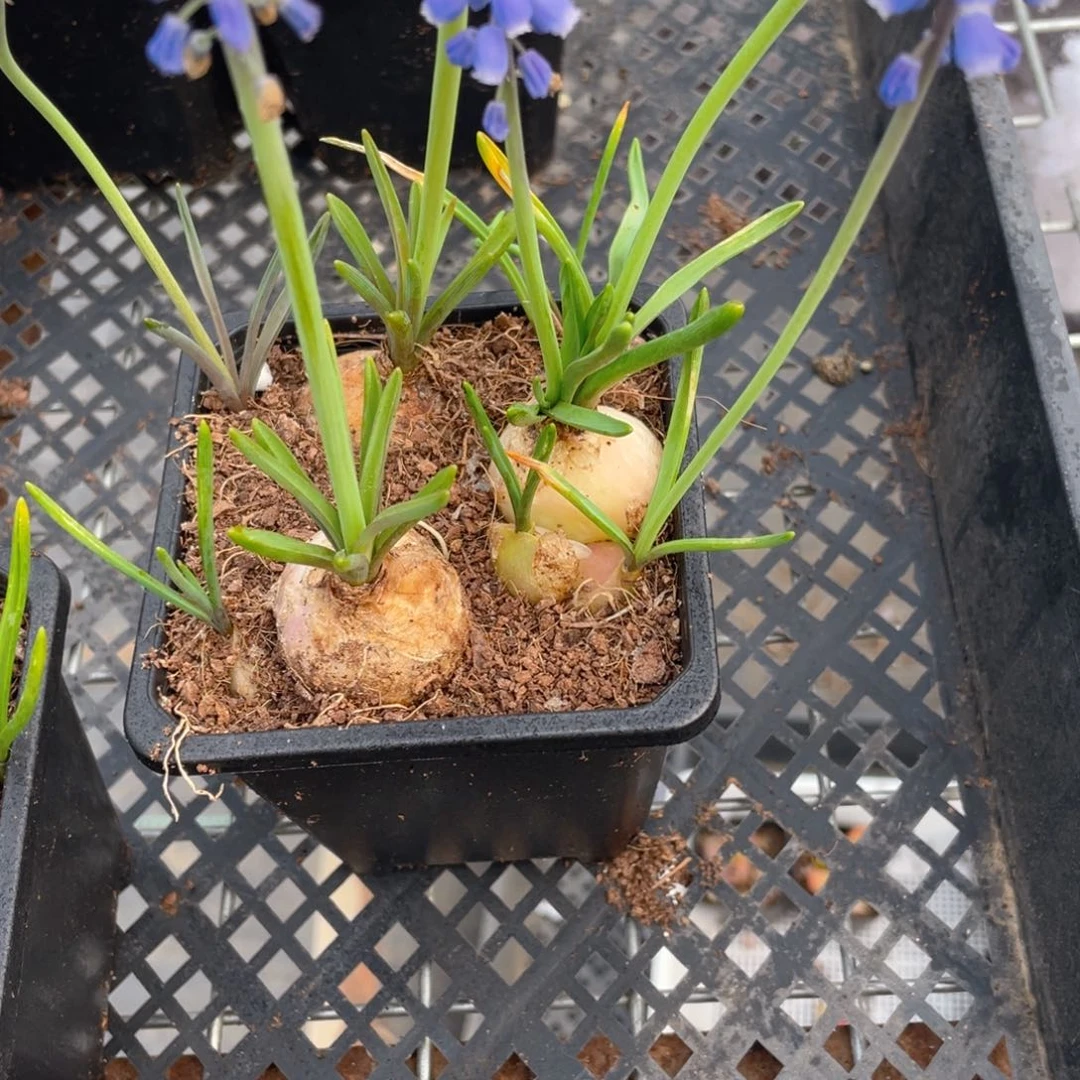 3颗装葡萄风杏子多肉9.9包邮发货