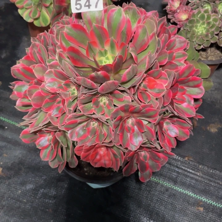 547老庄多肉法师女妖