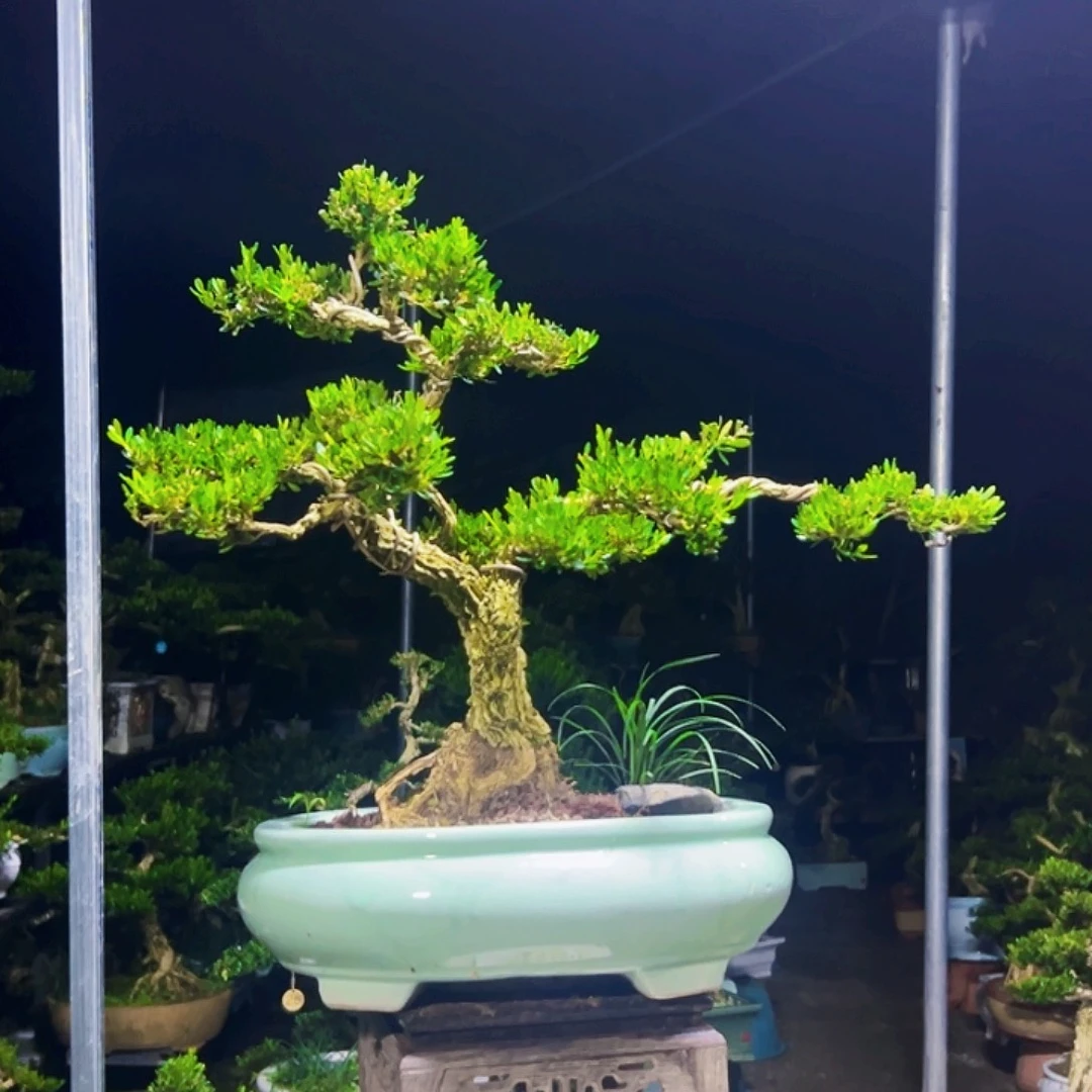 无花朵黄杨木