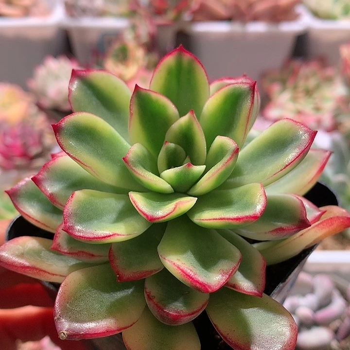 紫梦锦腹轮锦锦锦