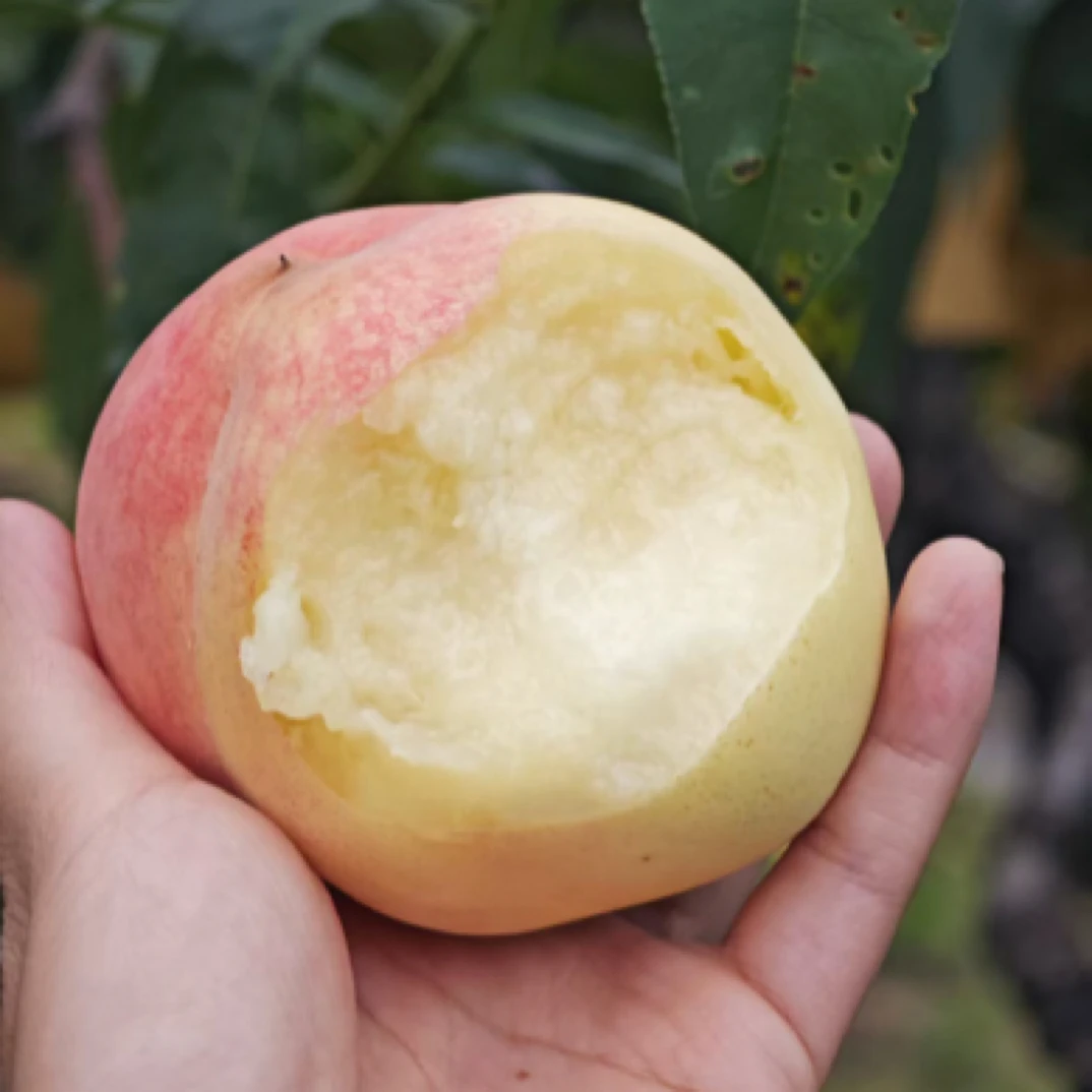 【4-5两/只】8枚装/大团水蜜桃/当季现摘