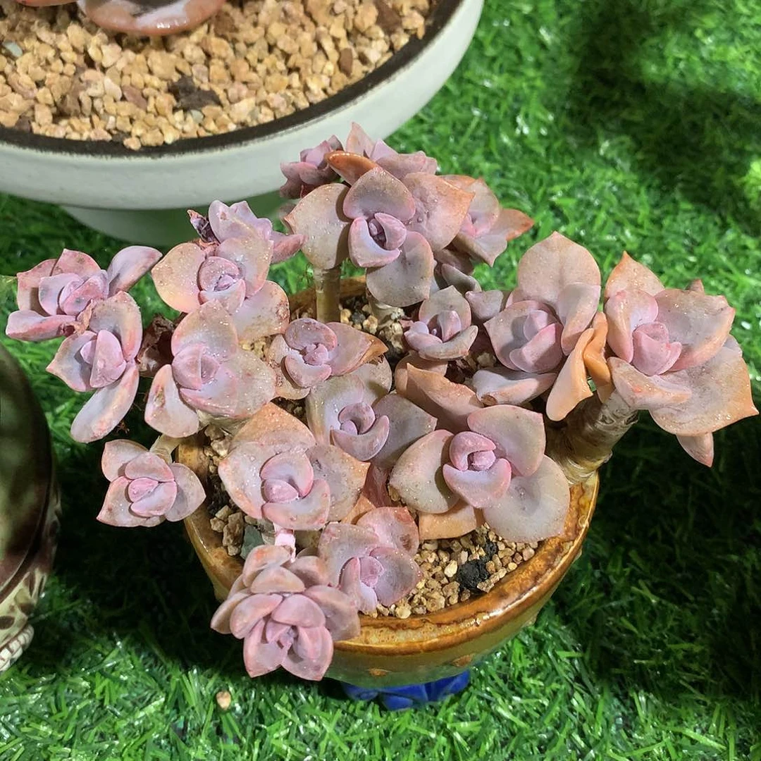 彩虹糖13 公分一物一拍