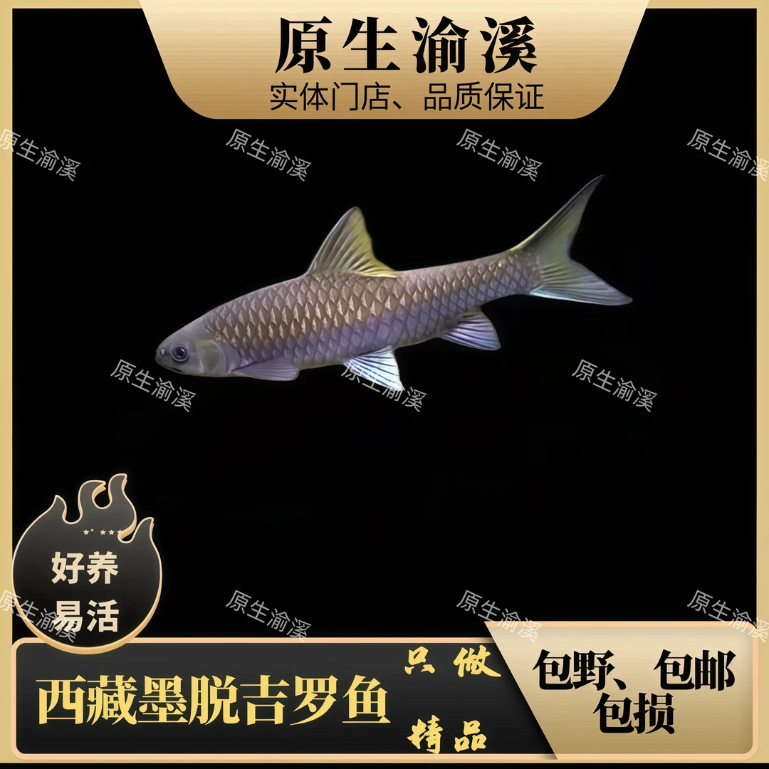 西藏墨脱蓝吉罗鱼苗观赏鱼耐活好养招财吉祥可新手养