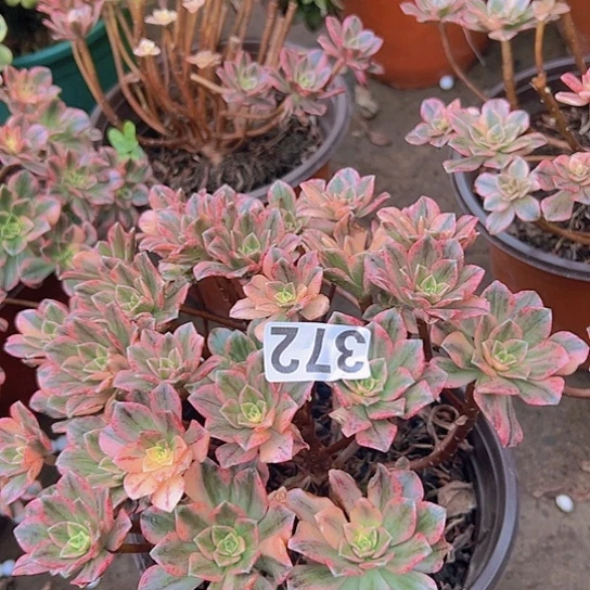 右***豆多肉植物一个甜茶