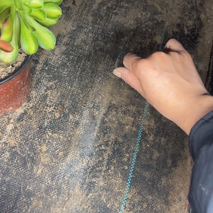 金****）888保温多肉植物