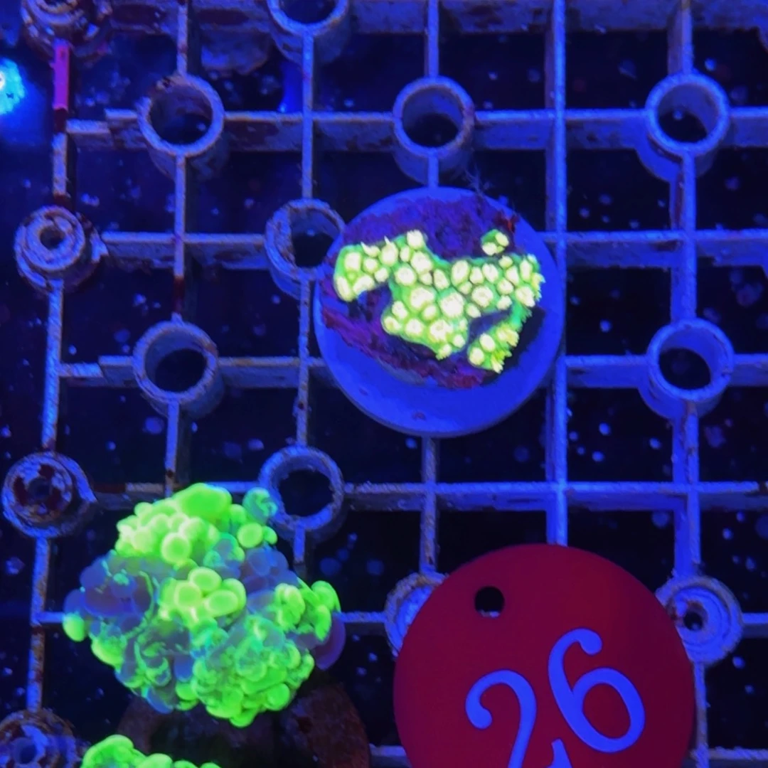 万鱼来朝海水观赏