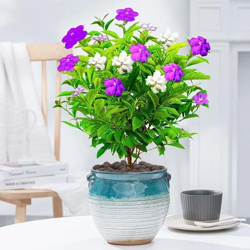 鸳鸯双色茉莉栀子花浓香型花卉室内外庭院种植