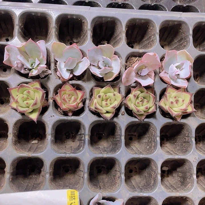 太***?精品五颗广寒宫加五颗乌木