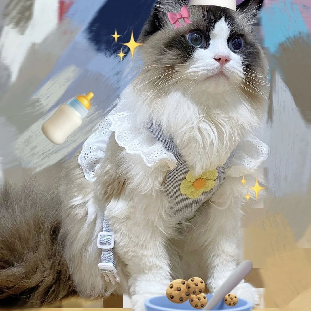 猫咪牵引绳可调节防挣脱胸背带背心式猫绳子小猫幼猫专用猫带遛猫