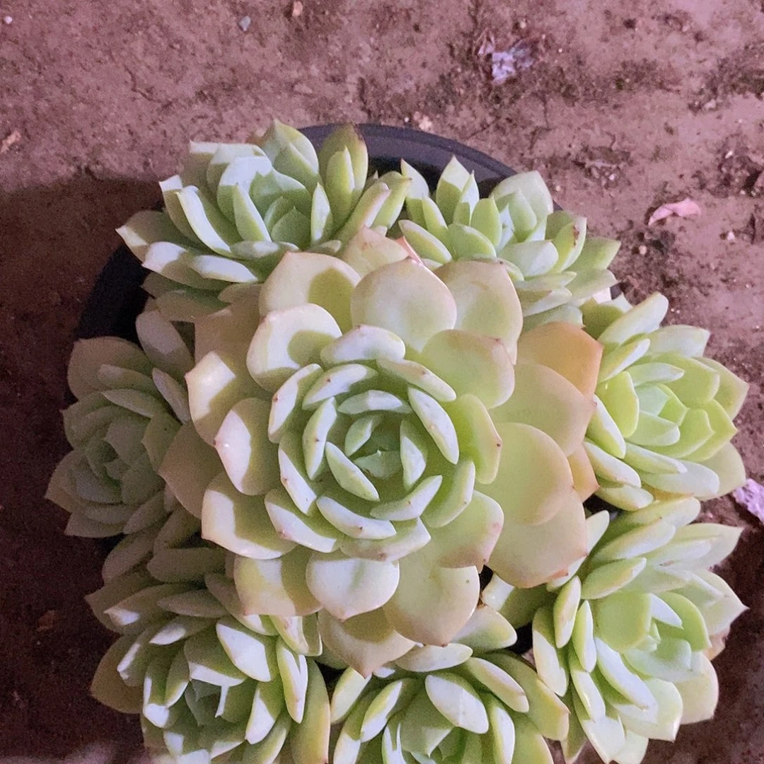 恋曲捧花