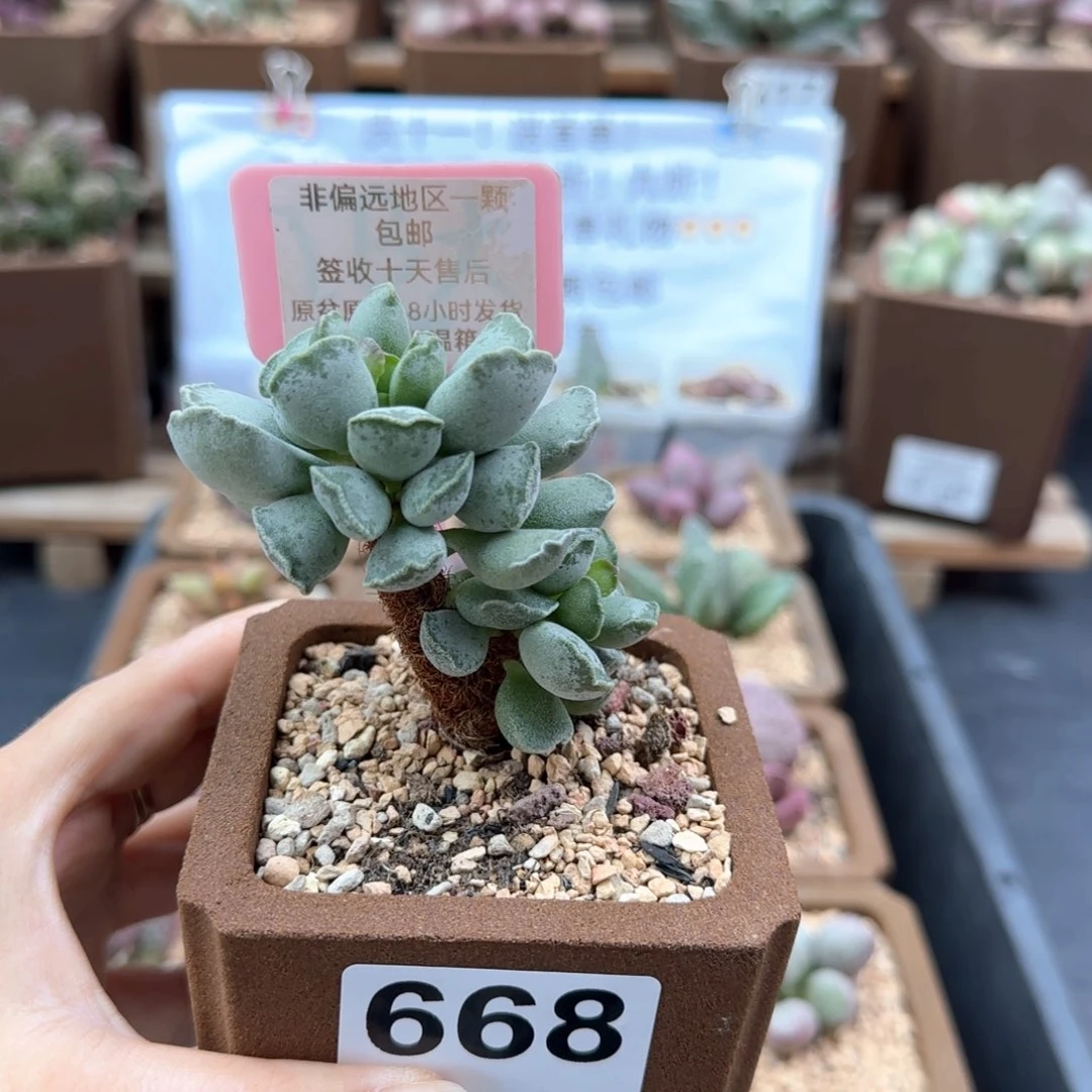 668毛库博多肉植物