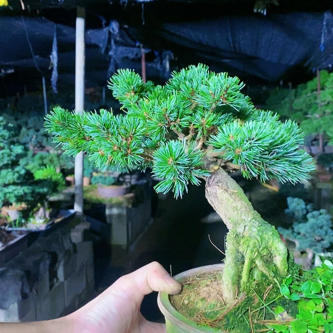 【闪购商品】无花朵乌*芋