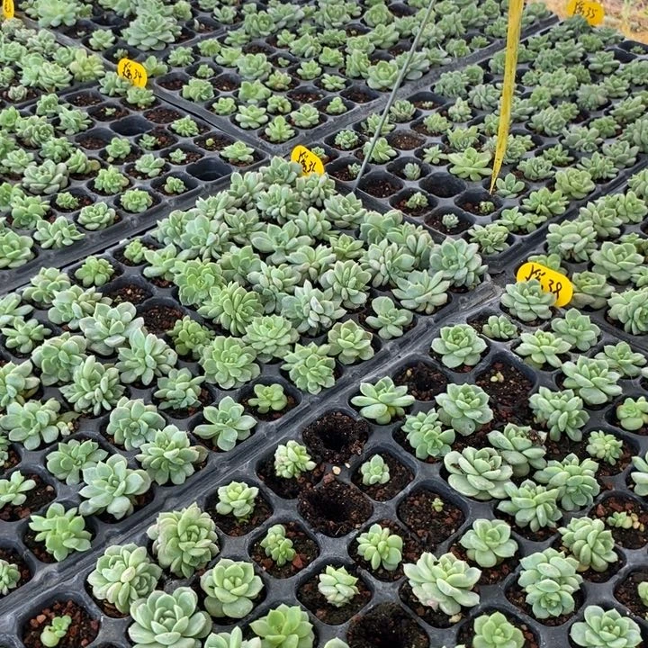 遥遥领先小苗5颗打包不重复