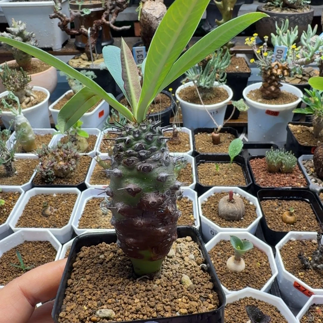 瓶干麒麟151 仙人球