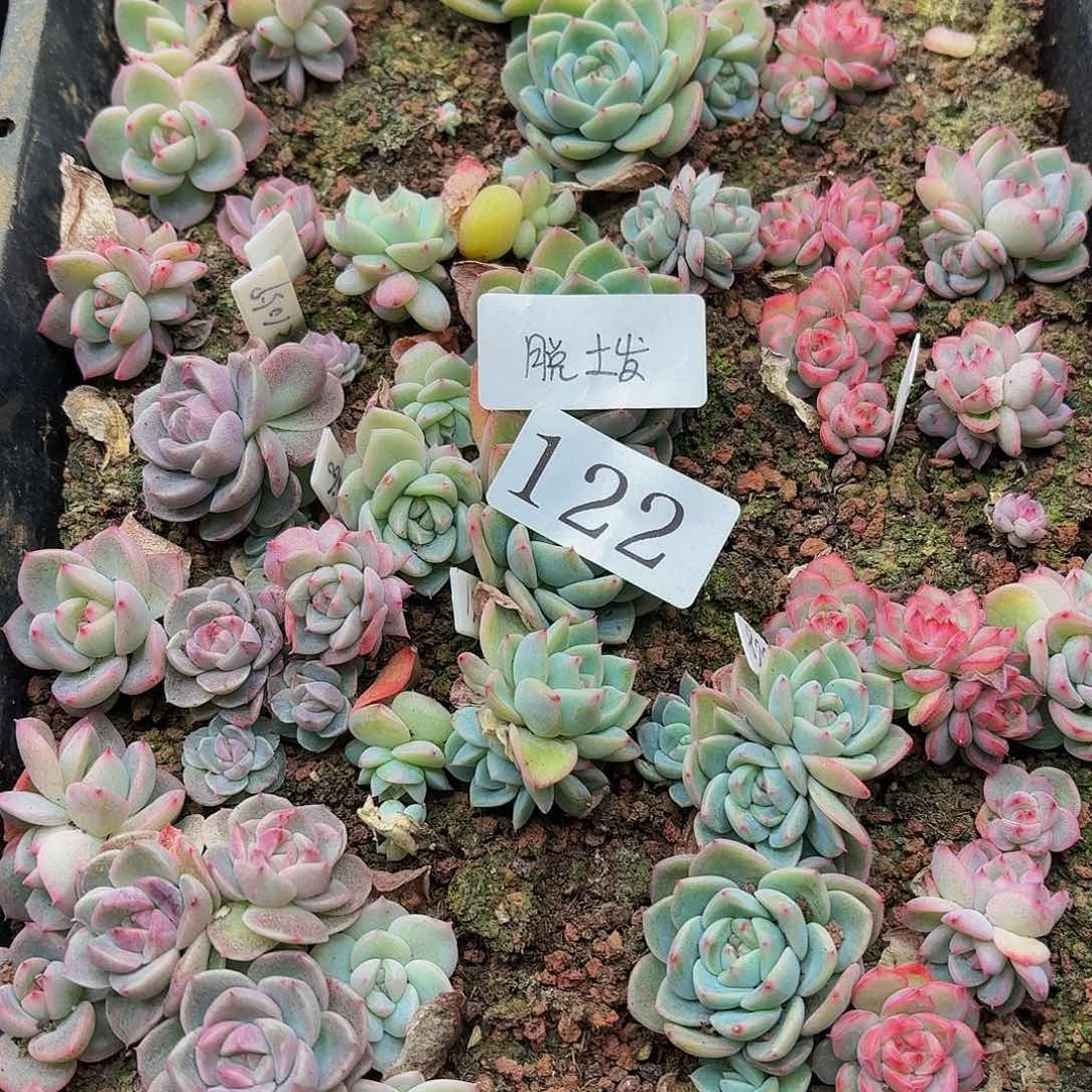 M****✨多肉植物多肉植物122