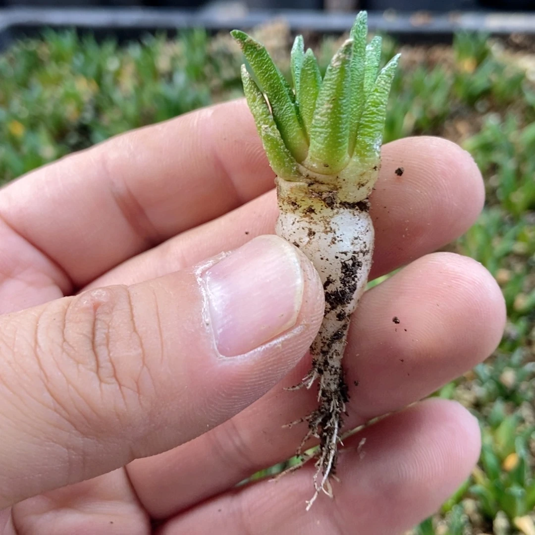 E****g龙角牡丹无刺仙人球开花