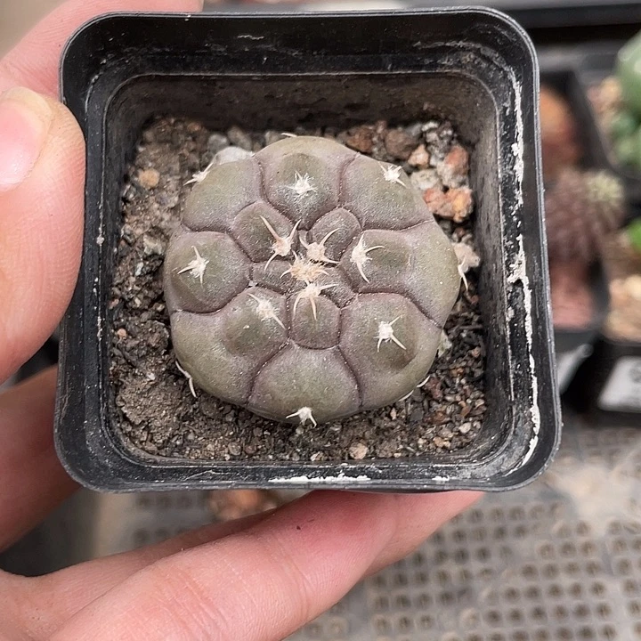 934铅皮仙人球植物