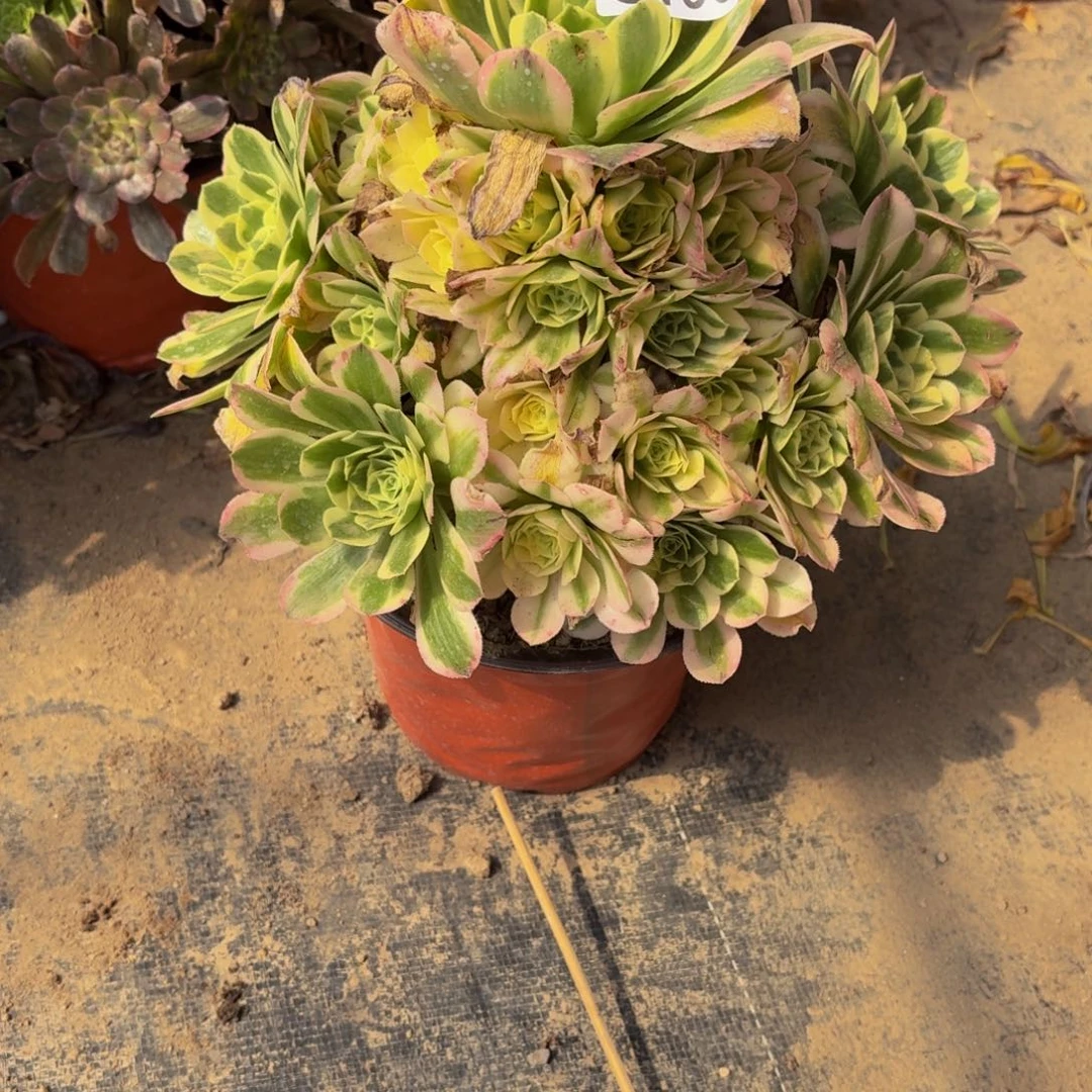 无花朵198多肉植物捧花