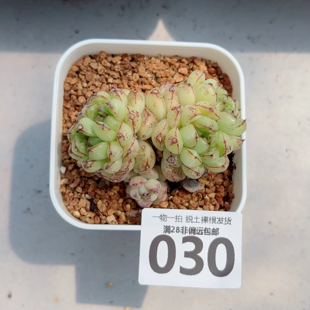 赤水晶老桩多肉多肉多肉多肉