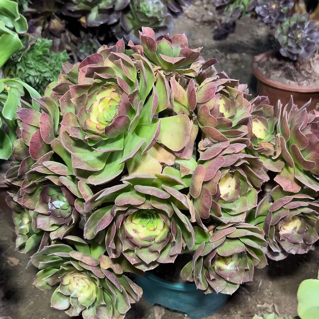 多317肉植物万圣节法师