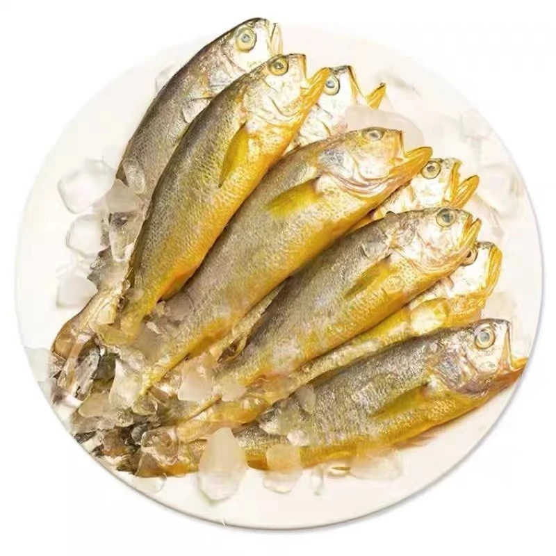 野生海捕小黄花鱼(1斤6到8条) 鲜鱼速冻锁鲜  青岛顺丰冷链运输