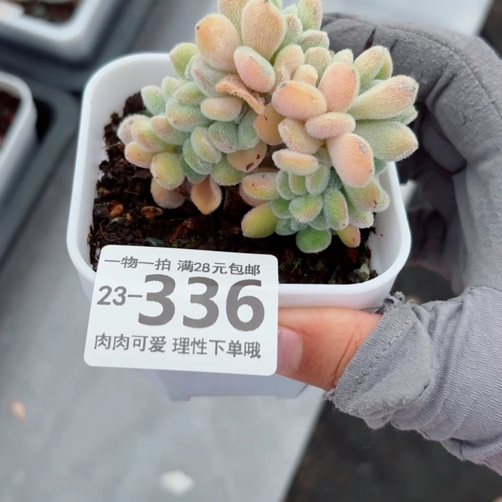 雪晃星缀化多肉无盆土发货无