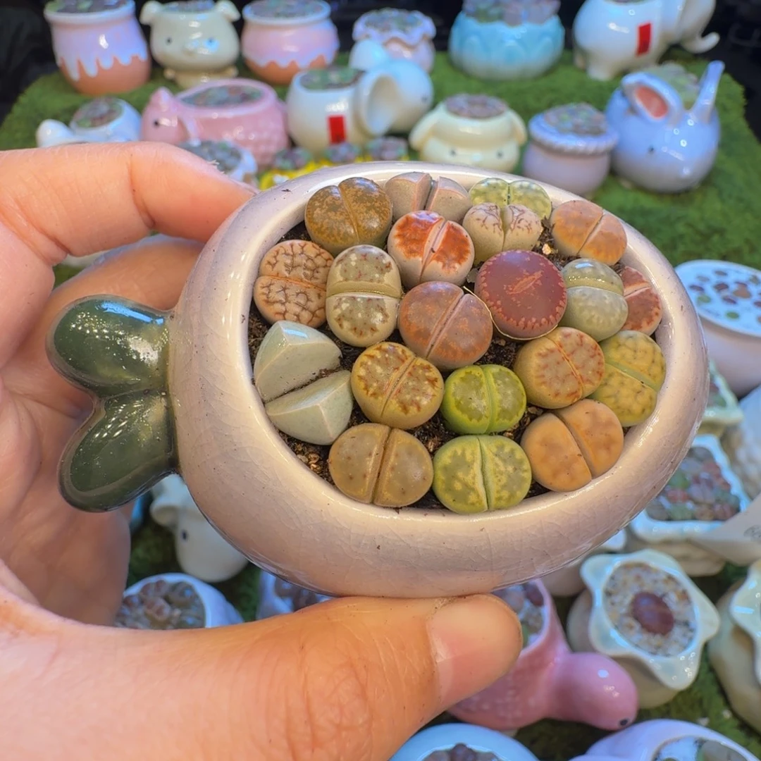 多肉植物福利冲673