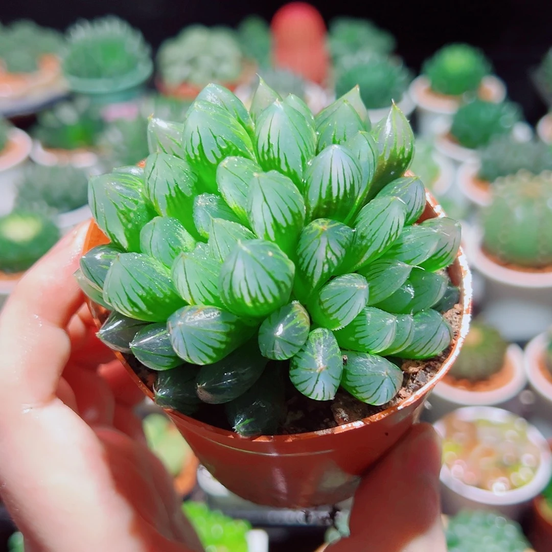 9公分黑姬玉露群多肉多肉多肉