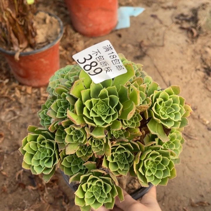 389绿玫瑰小手捧3法师