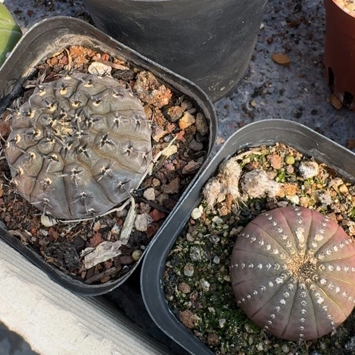 两颗一起仙人球 仙人球
