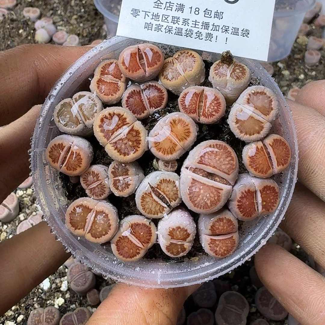 2545哈哈哈哈哈哈哈哈哈