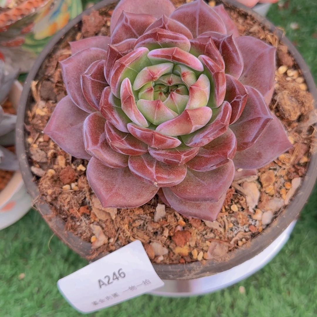 落***城A246玉钻小单头