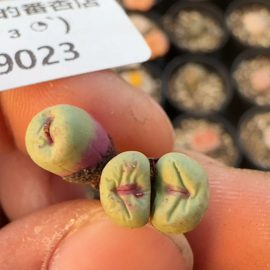 9023。默认脱土。18包邮。偏远88包邮
