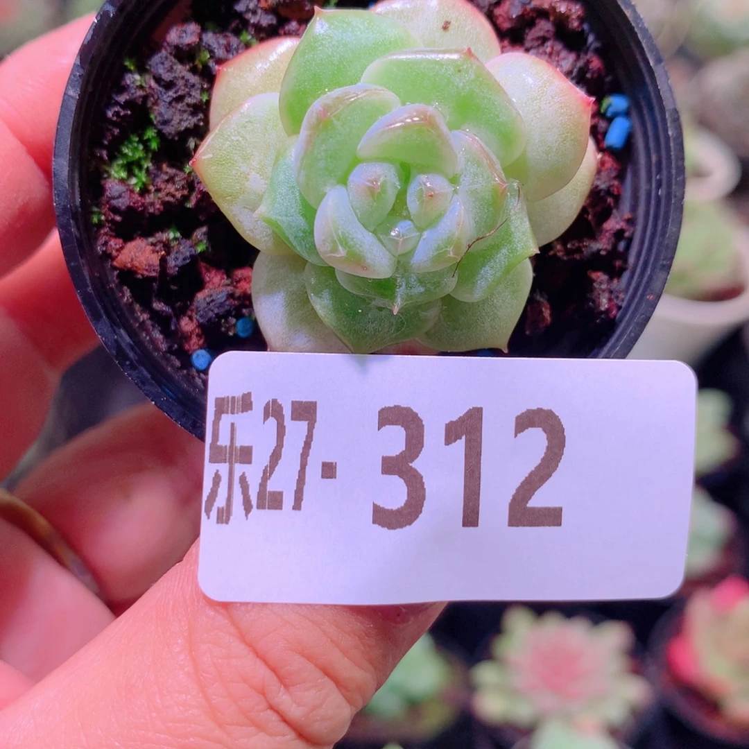 乐然27-312 粉钻单头