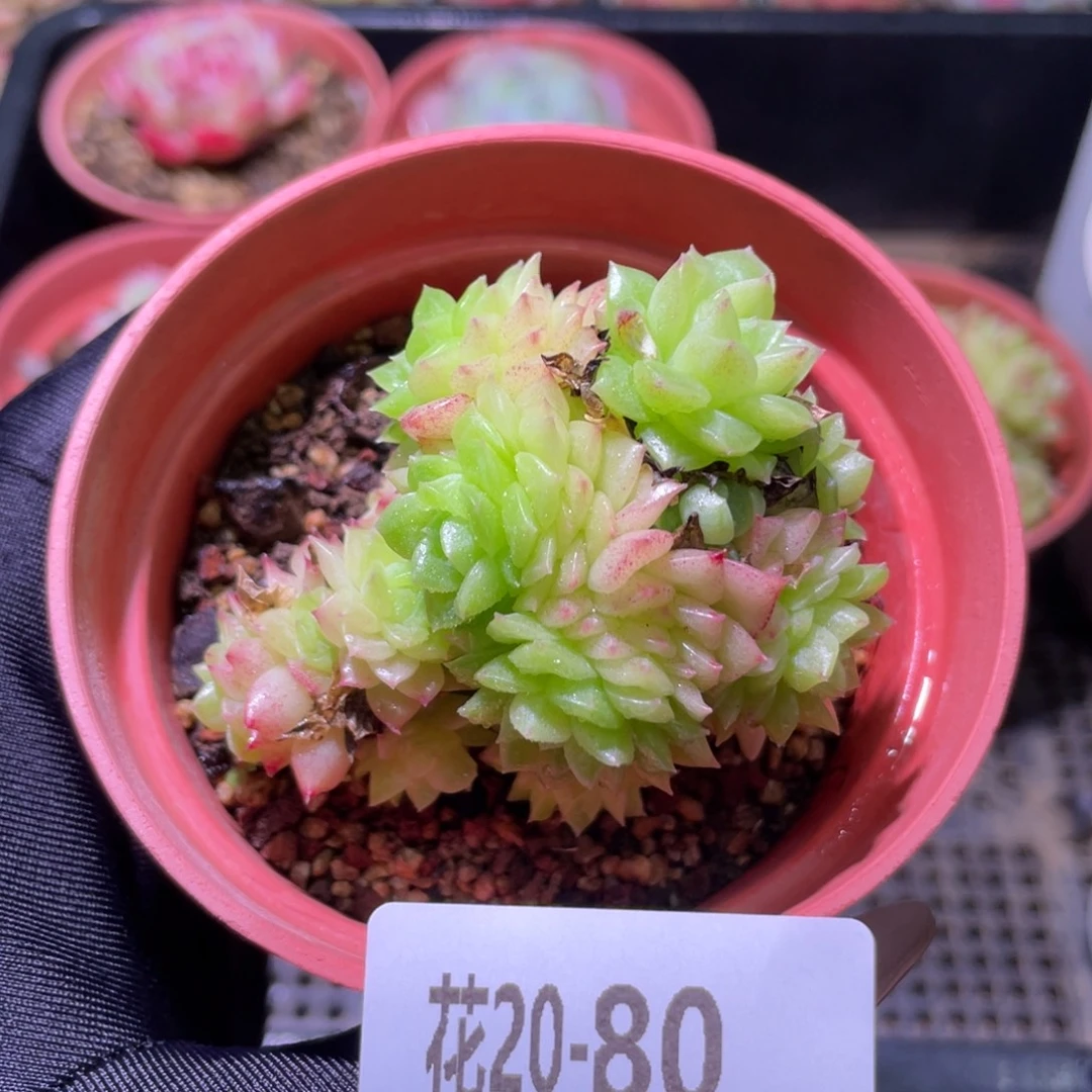 花利美20-80麦秆群
