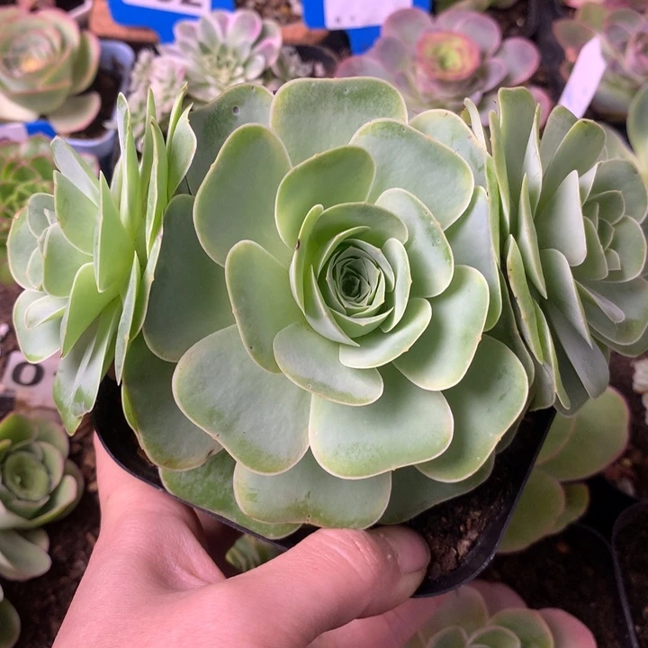 一物一拍星辰福利056