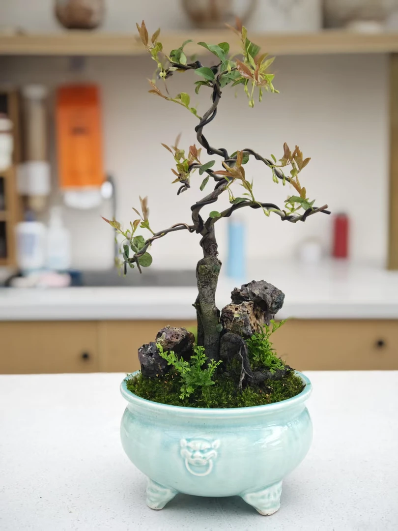 金弹子小盆景  直播间一物一拍！（临水，矮霸，文人，悬崖）