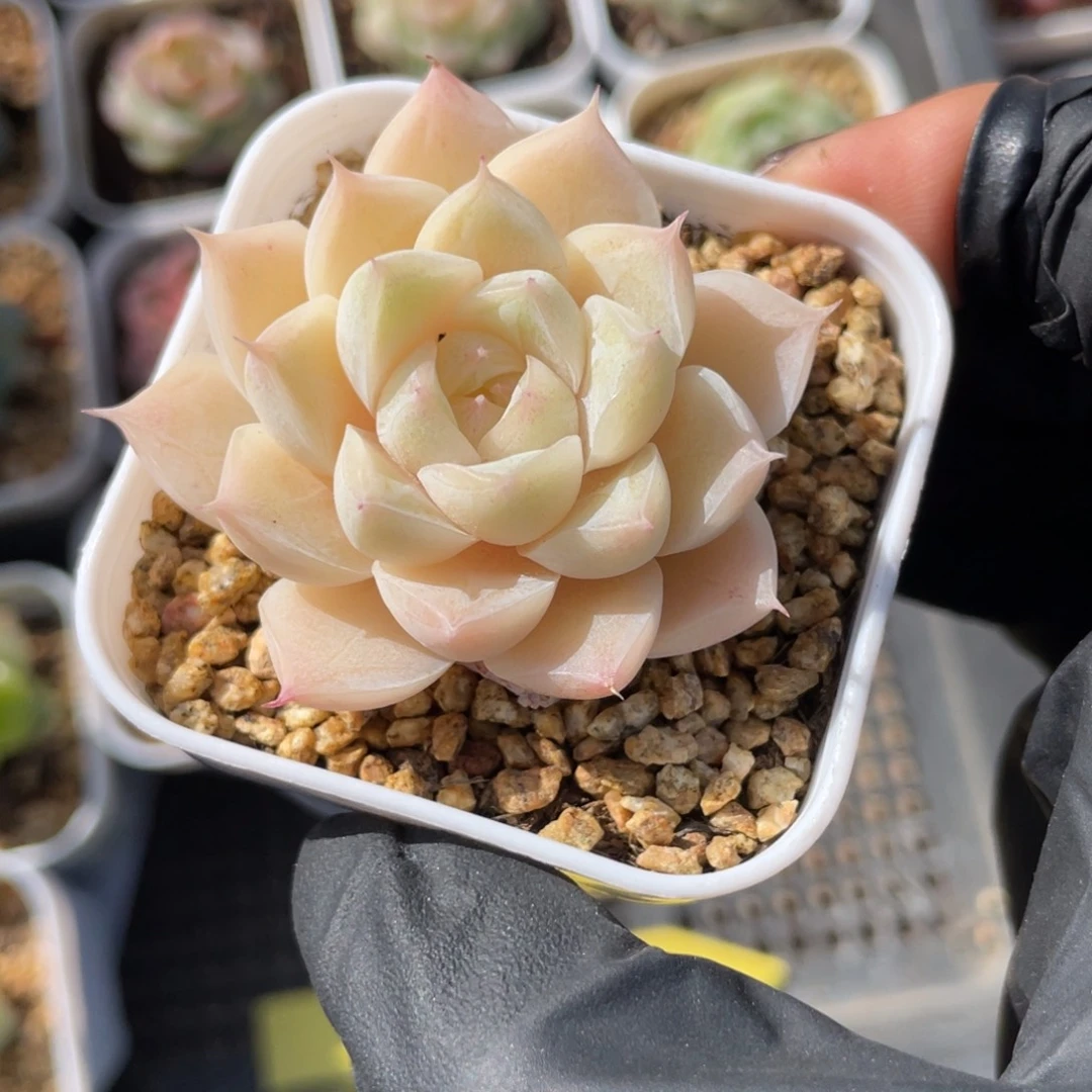 优选白茶女王多肉1936