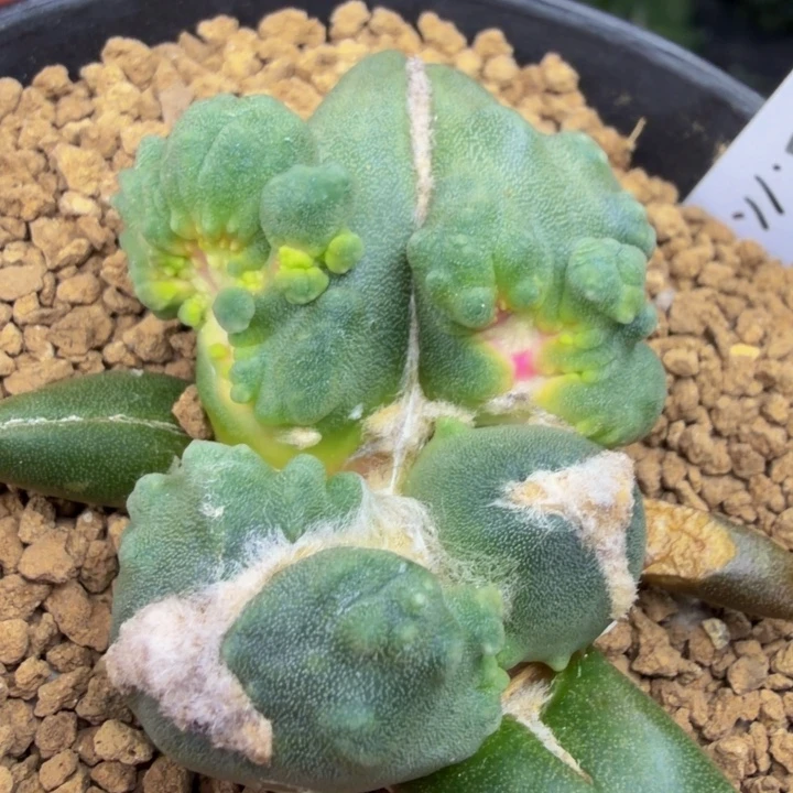 百万小苗天花板疯狂一次