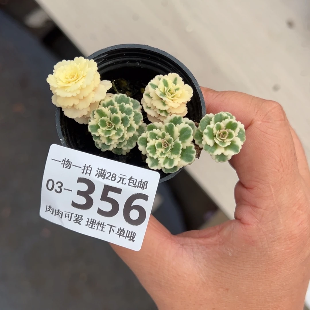 亚特兰蒂斯多肉多肉多肉多肉