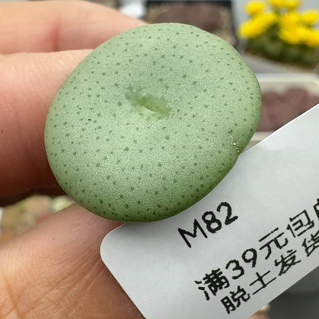 82多肉大酒杯哈哈哈哈哈