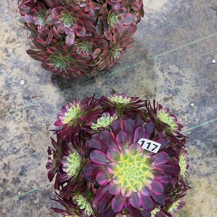 九**薇117天和  116安娜法师多肉