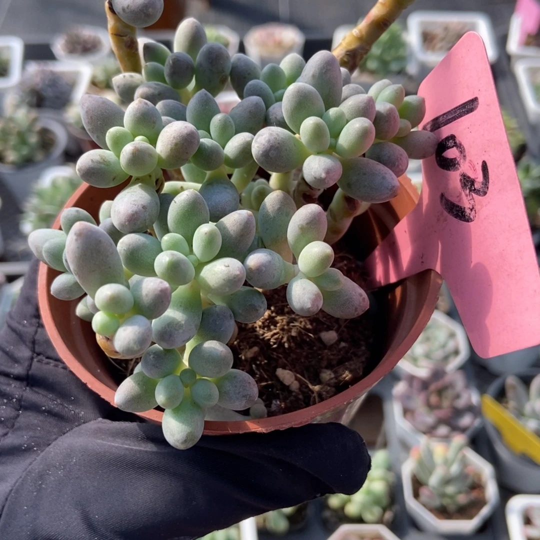 103樱花奶多肉植物