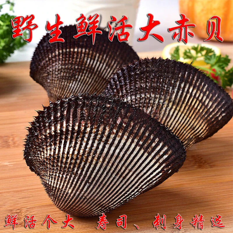 刺身鲜活大赤贝 超大 无沙 包活到家 5斤