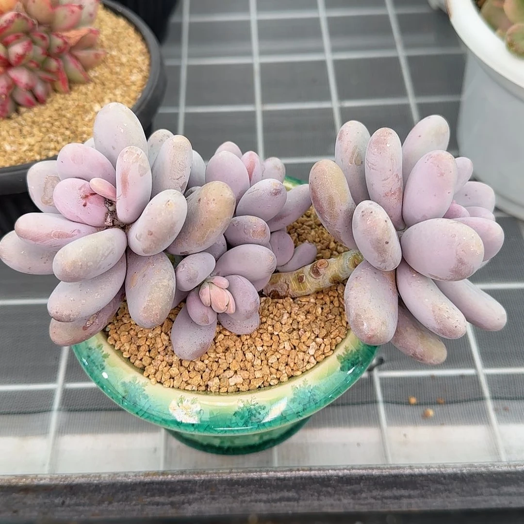 从前慢花园精选原始奶酪多肉