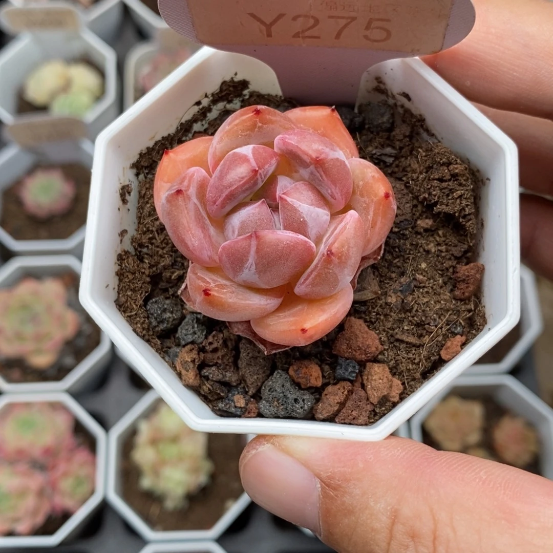 0275 蜘蛛侠 3.5cm